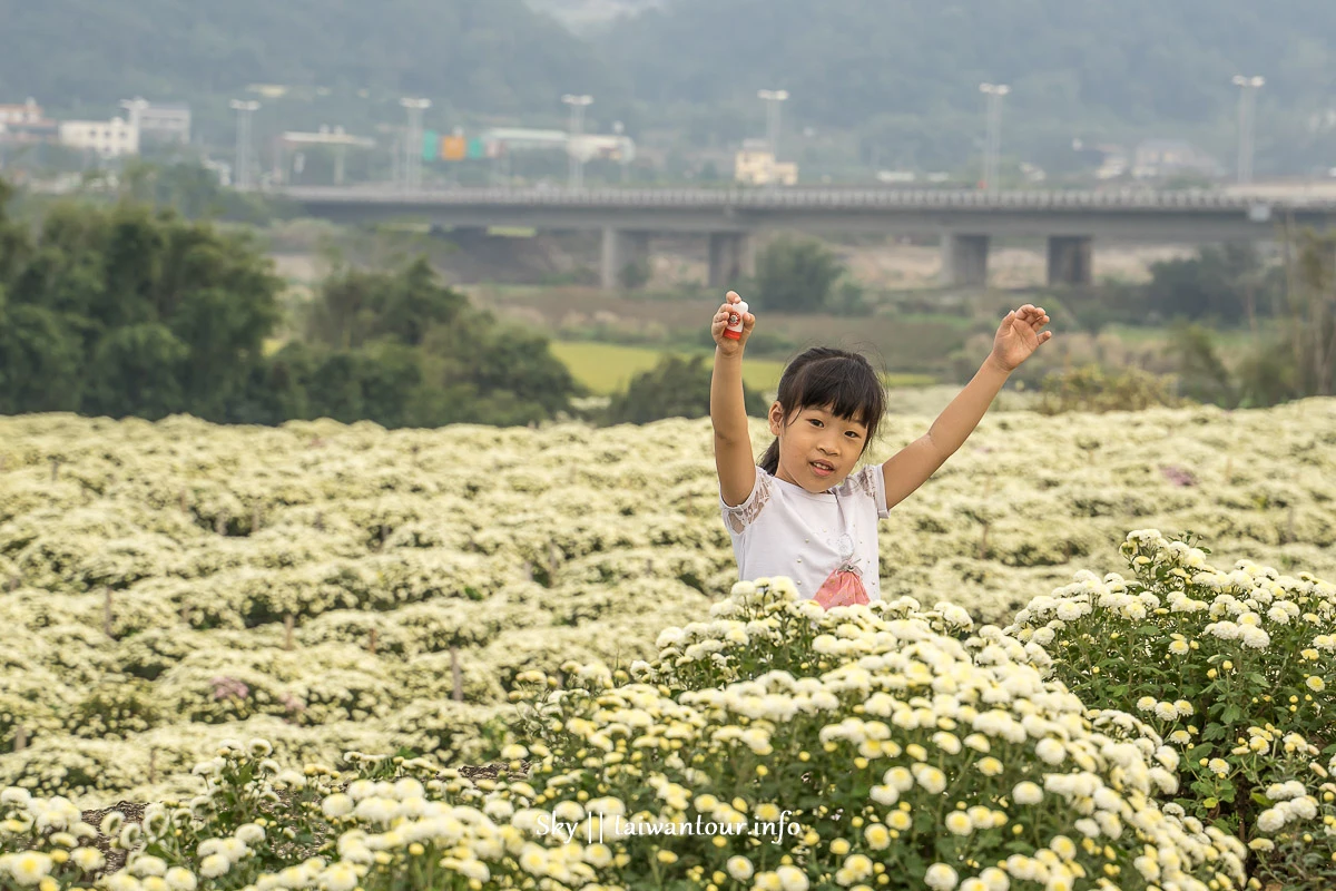 【2019苗栗銅鑼杭菊節】花季地址.火車.公車一日遊 【2019苗栗銅鑼杭菊節】花季地址.火車.公車一日遊