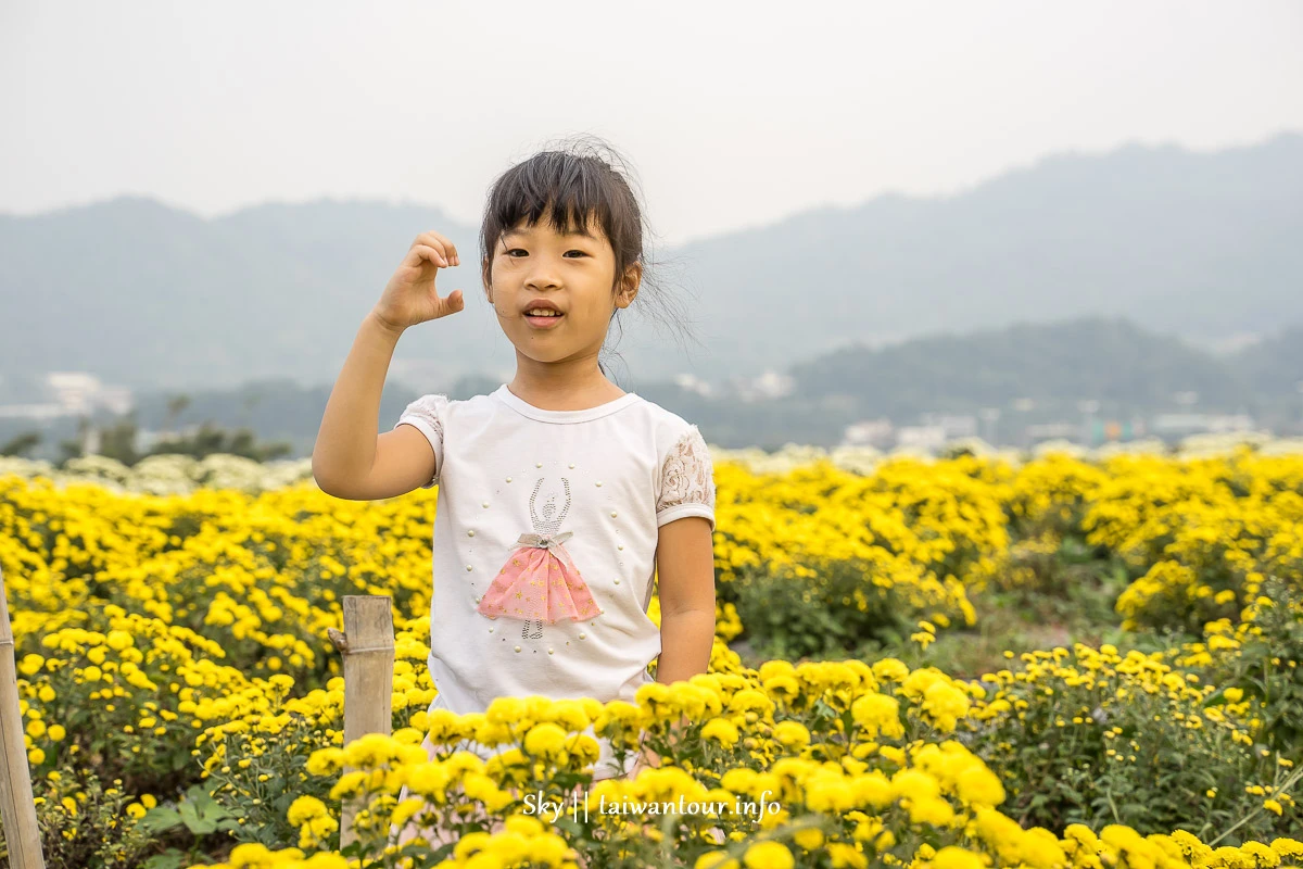 【2019苗栗銅鑼杭菊節】花季地址.火車.公車一日遊 【2019苗栗銅鑼杭菊節】花季地址.火車.公車一日遊