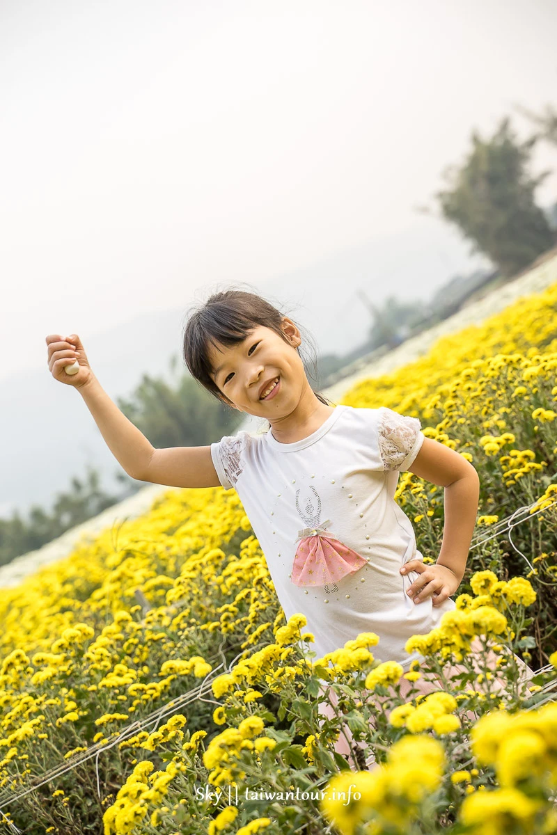【2019苗栗銅鑼杭菊節】花季地址.火車.公車一日遊 【2019苗栗銅鑼杭菊節】花季地址.火車.公車一日遊