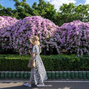 2025【楓樹河濱公園】泰山蒜香藤花季.交通怎麼去