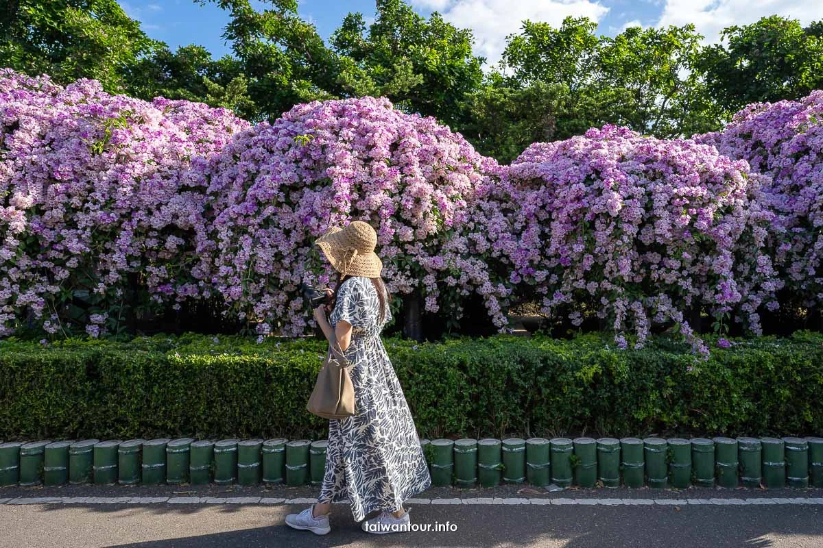 2025【楓樹河濱公園】泰山蒜香藤花季.交通怎麼去