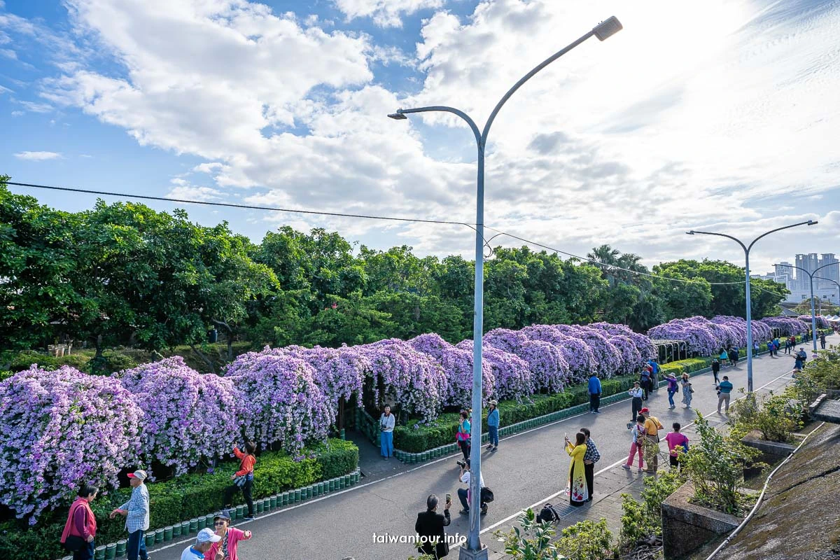 2025【楓樹河濱公園】泰山蒜香藤花季.交通怎麼去