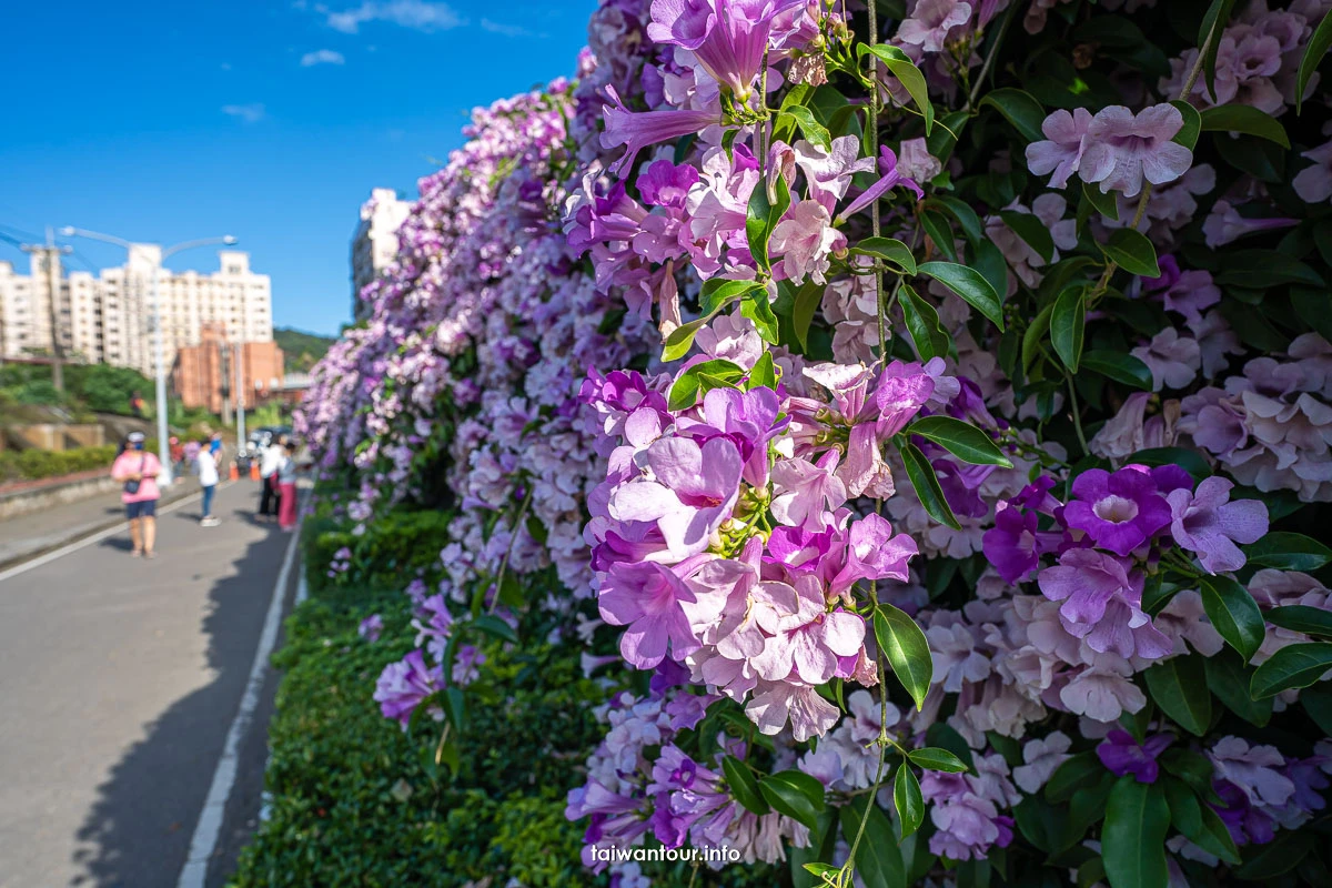 2025【楓樹河濱公園】泰山蒜香藤花季.交通怎麼去