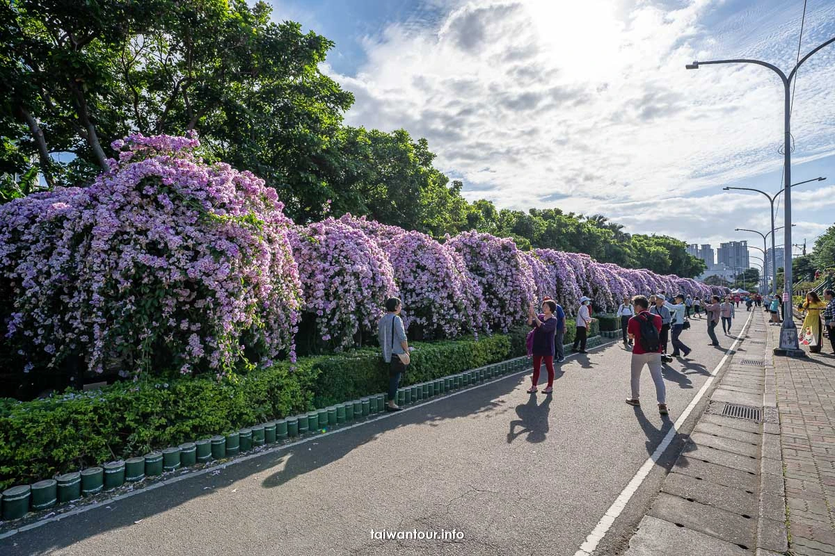 2025【楓樹河濱公園】泰山蒜香藤花季.交通怎麼去