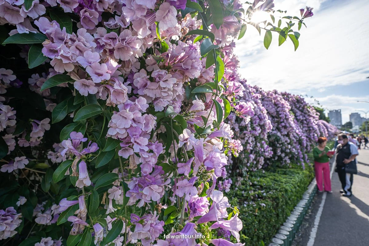 2025【楓樹河濱公園】泰山蒜香藤花季.交通怎麼去