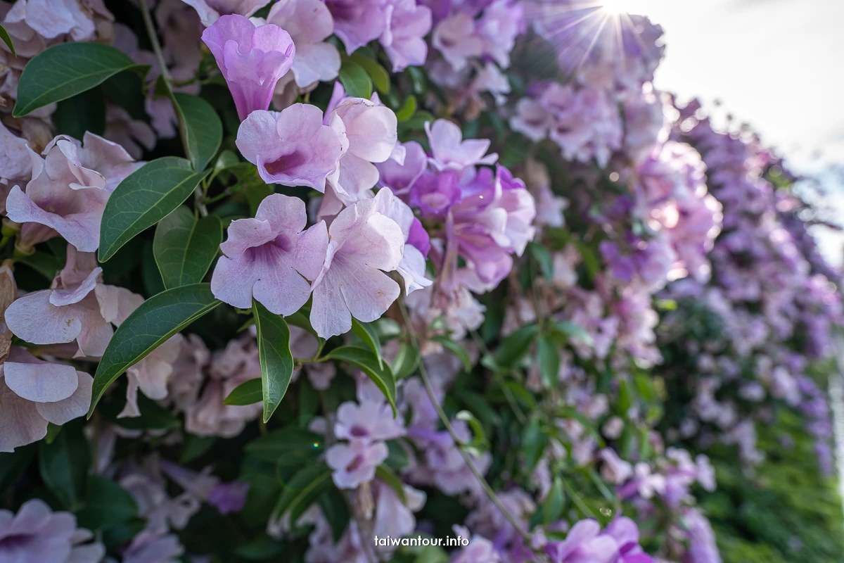 2025【楓樹河濱公園】泰山蒜香藤花季.交通怎麼去