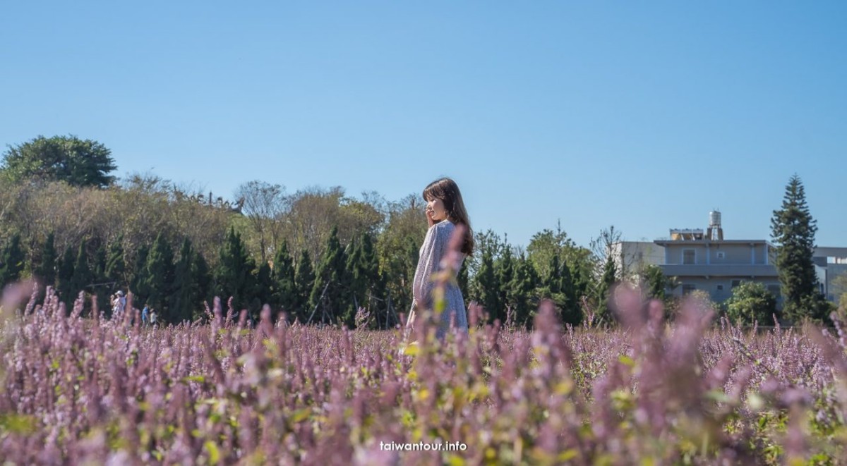 【2025桃園仙草花節】一日遊交通.停車.接駁車