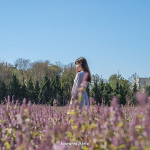 【2025桃園仙草花節】一日遊交通.停車.接駁車