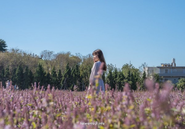 【2025桃園仙草花節】一日遊交通.停車.接駁車