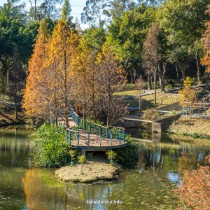 【長庚養生文化村落雨松】桃園龜山櫻花秘境推薦