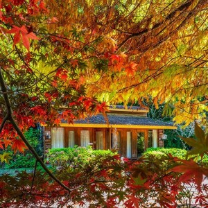 2025【武陵農場賞楓行程推薦】住宿露營.交通.穿著.美食.天氣.寵物