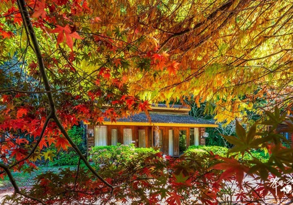 2025【武陵農場賞楓行程推薦】住宿露營.交通.穿著.美食.天氣.寵物