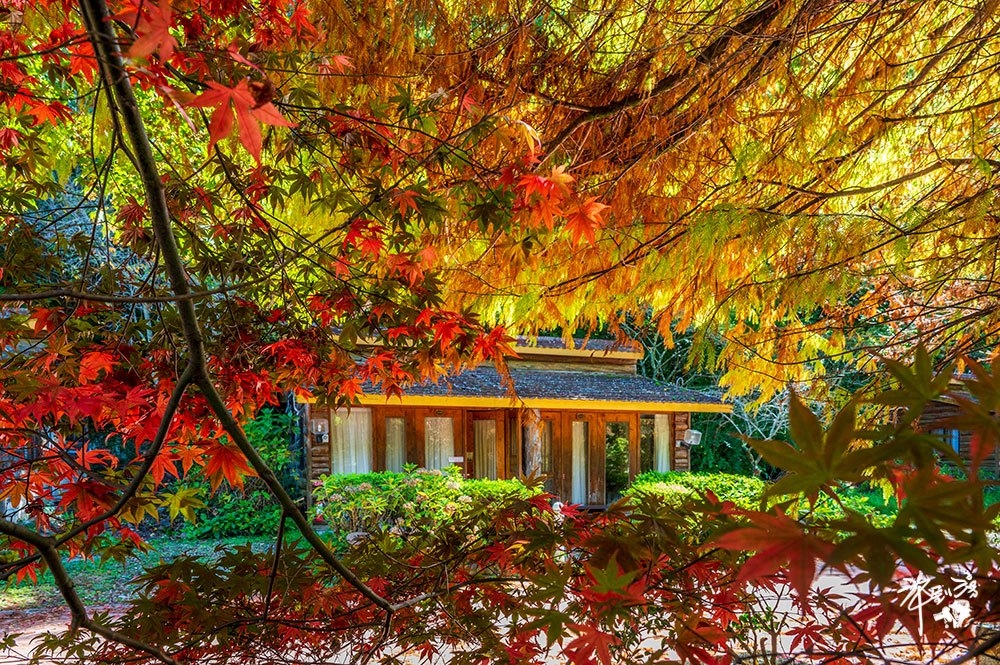 2025【武陵農場賞楓行程推薦】住宿露營.交通.穿著.美食.天氣.寵物