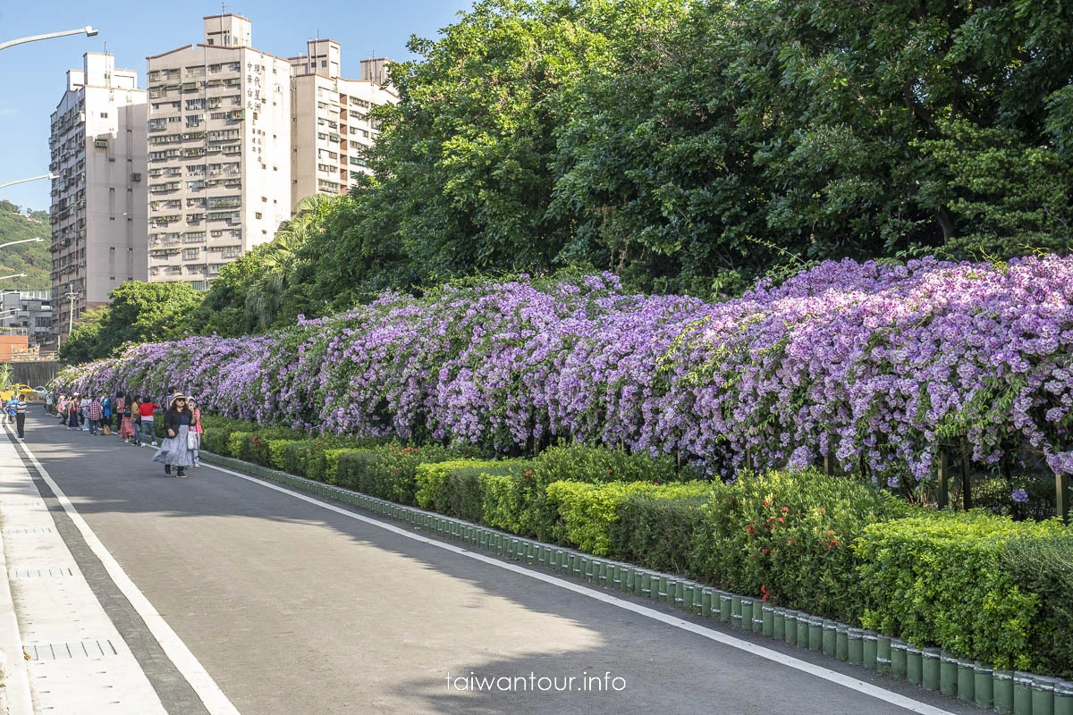 2025【楓樹河濱公園】泰山蒜香藤花季.交通怎麼去