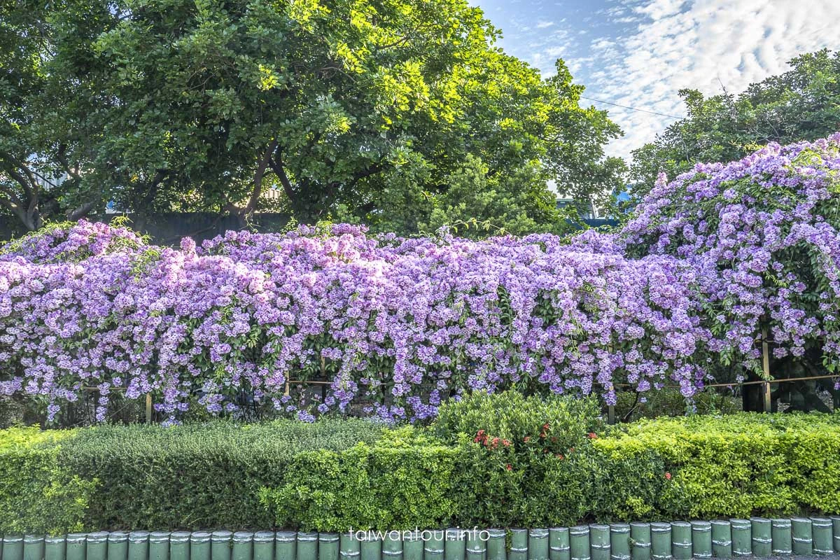 2025【楓樹河濱公園】泰山蒜香藤花季.交通怎麼去