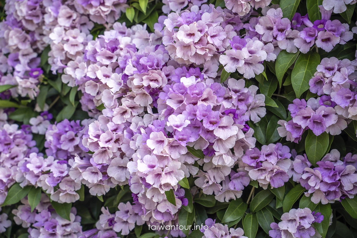 2025【楓樹河濱公園】泰山蒜香藤花季.交通怎麼去