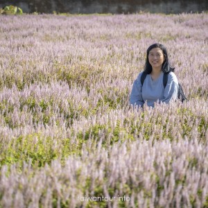 【仙草一分田】關西小鎮.南山大橋.仙草花生活節.新竹景點推薦