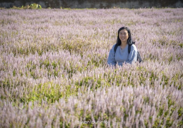 【仙草一分田】關西小鎮.南山大橋.仙草花生活節.新竹景點推薦