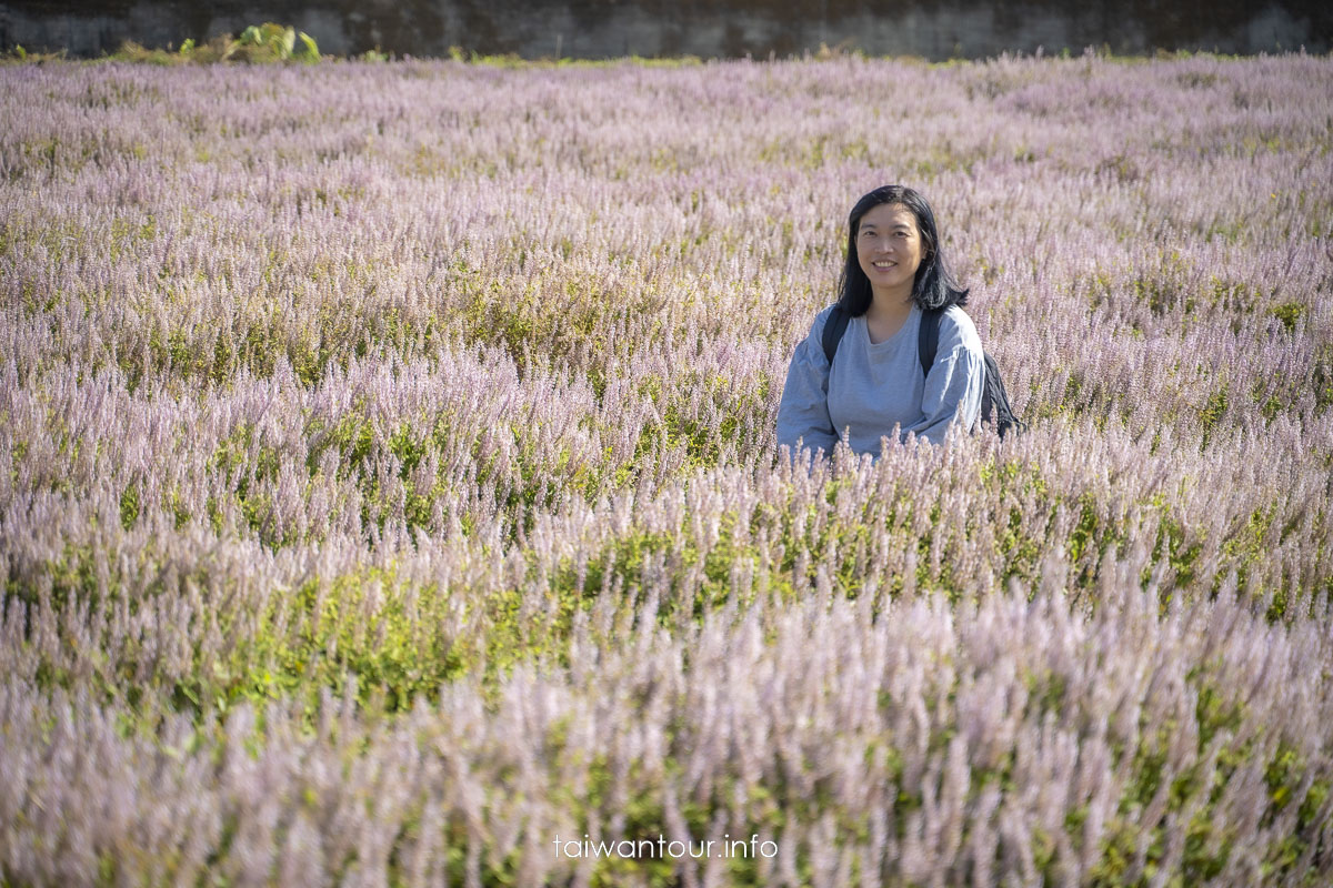 【仙草一分田】關西小鎮.南山大橋.仙草花生活節.新竹景點推薦 【仙草一分田】關西小鎮.南山大橋.仙草花生活節.新竹景點推薦