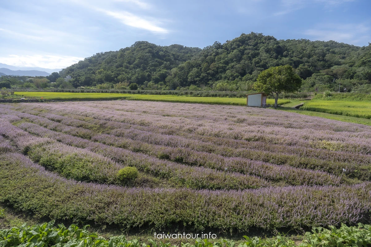 【仙草一分田】關西南山大橋.仙草花生活節.新竹景點推薦 【仙草一分田】關西南山大橋.仙草花生活節.新竹景點推薦
