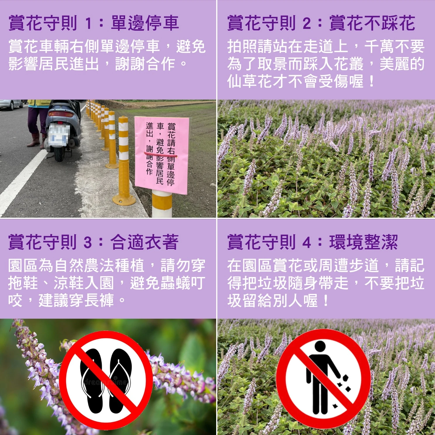【仙草一分田】關西小鎮.南山大橋.仙草花生活節.新竹景點推薦