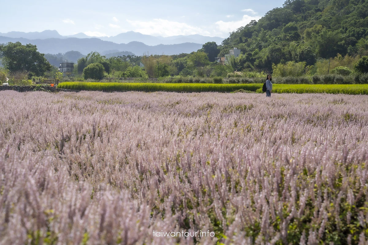 【仙草一分田】關西小鎮.南山大橋.仙草花生活節.新竹景點推薦