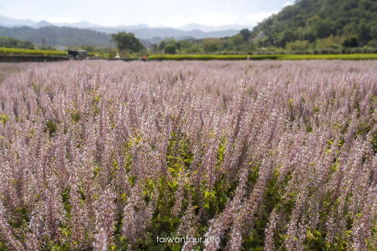 【仙草一分田】關西小鎮.南山大橋.仙草花生活節.新竹景點推薦