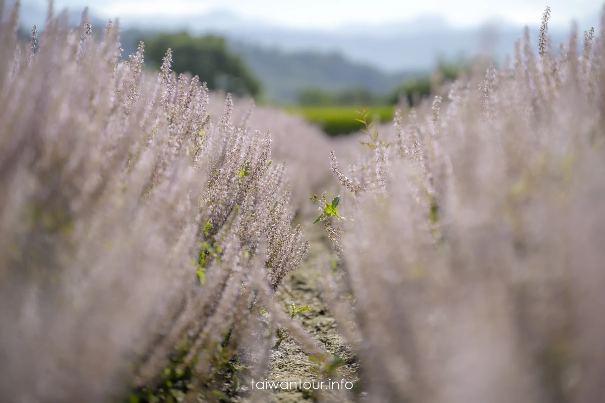 【仙草一分田】關西小鎮.南山大橋.仙草花生活節.新竹景點推薦