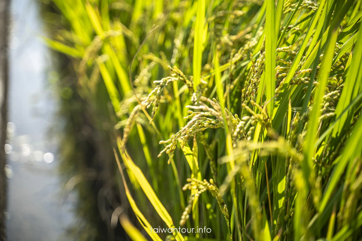 【仙草一分田】關西小鎮.南山大橋.仙草花生活節.新竹景點推薦