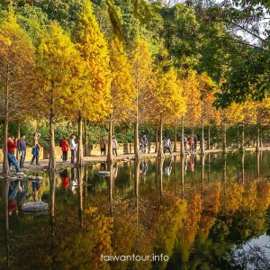 【大溪月眉人工濕地生態公園||落羽松大道】桃園景點交通.公車.停車