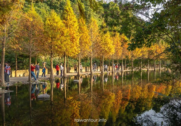 【大溪月眉人工濕地生態公園||落羽松大道】桃園景點交通.公車.停車