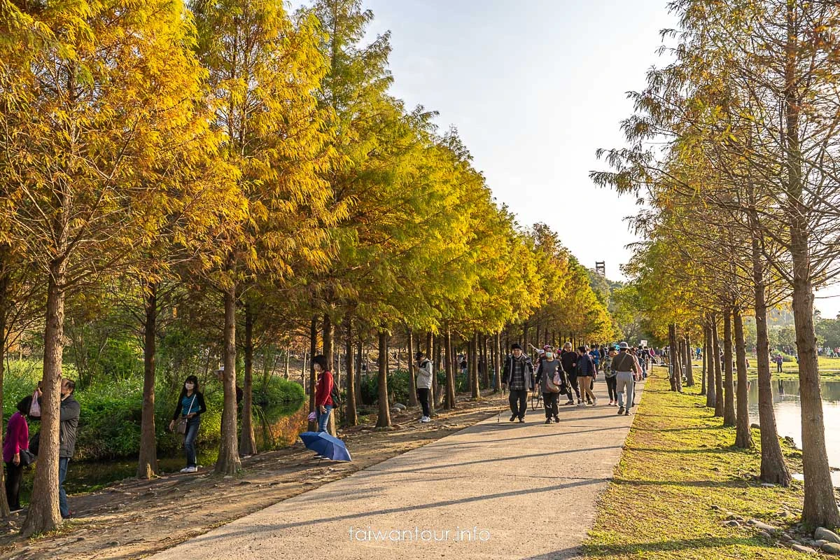 【大溪月眉人工濕地生態公園||落羽松大道】桃園景點交通.公車.停車 【大溪月眉人工濕地生態公園||落羽松大道】桃園景點交通.公車.停車
