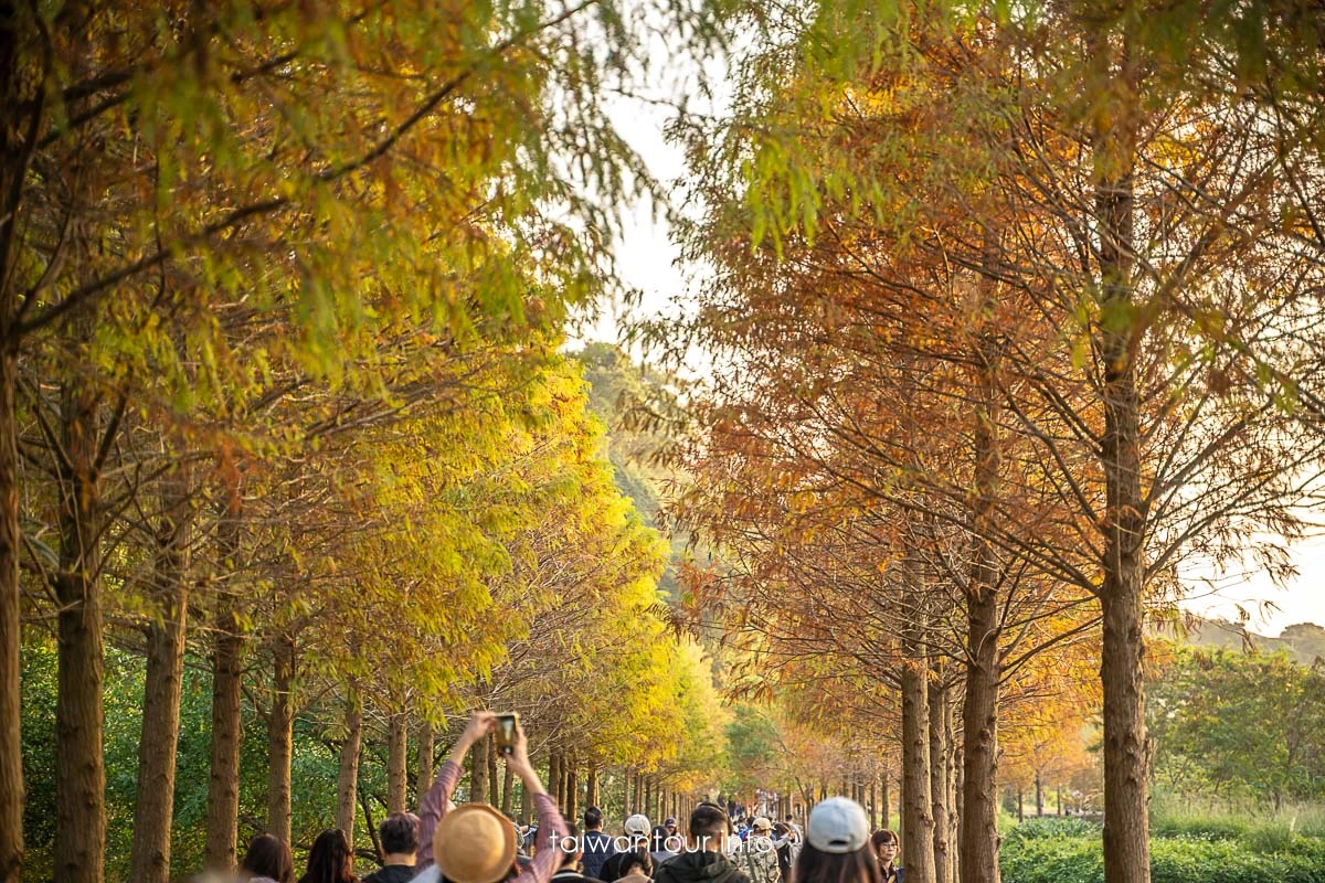 【大溪月眉人工濕地生態公園||落羽松大道】桃園景點交通.公車.停車 【大溪月眉人工濕地生態公園||落羽松大道】桃園景點交通.公車.停車