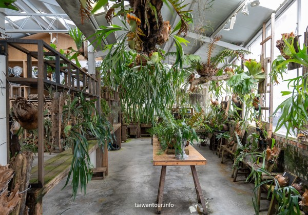 【空氣圖書館】嘉義竹崎真的沒有書，只有滿滿的森呼吸！