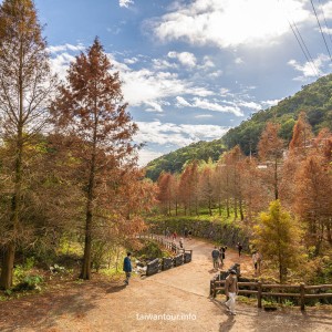 2025【陽明山落羽松秘境】台北永公路200米步道隨你拍.交通