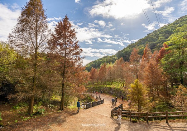 2025【陽明山落羽松秘境】台北永公路200米步道隨你拍.交通