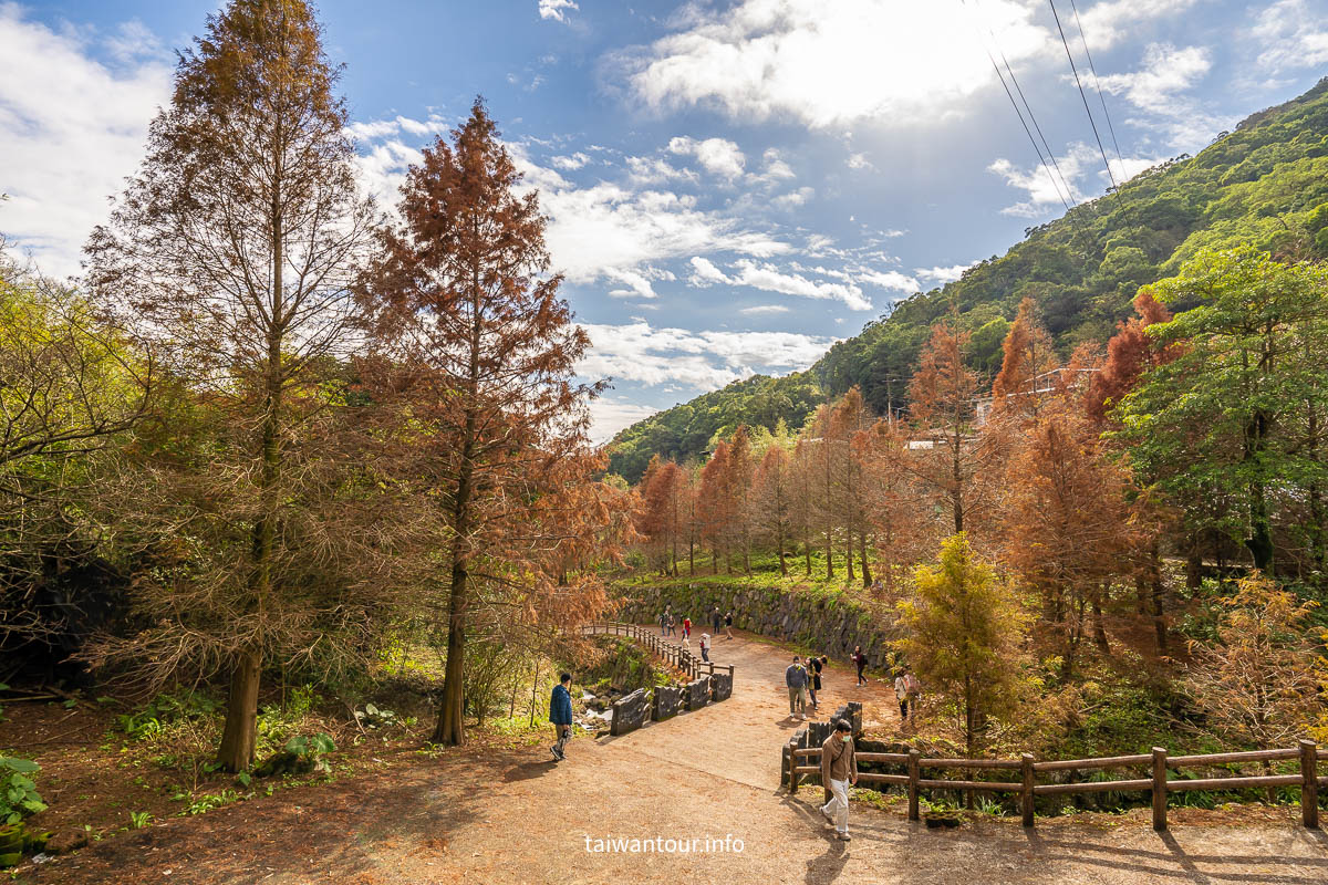 2025【陽明山落羽松秘境】台北永公路200米步道隨你拍.交通
