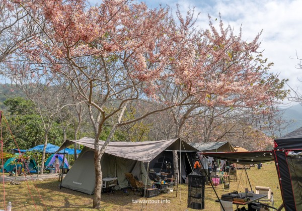 【遠山望月溫泉營區】花旗木露營.豪華露營.露營車.車泊