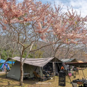 【遠山望月溫泉營區】花旗木露營.豪華露營.露營車.車泊