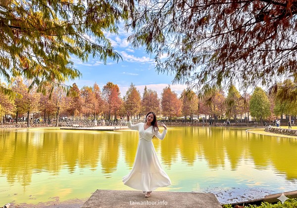 【欣美創意園區】南投名間落羽松推薦.親子銀髮族景點