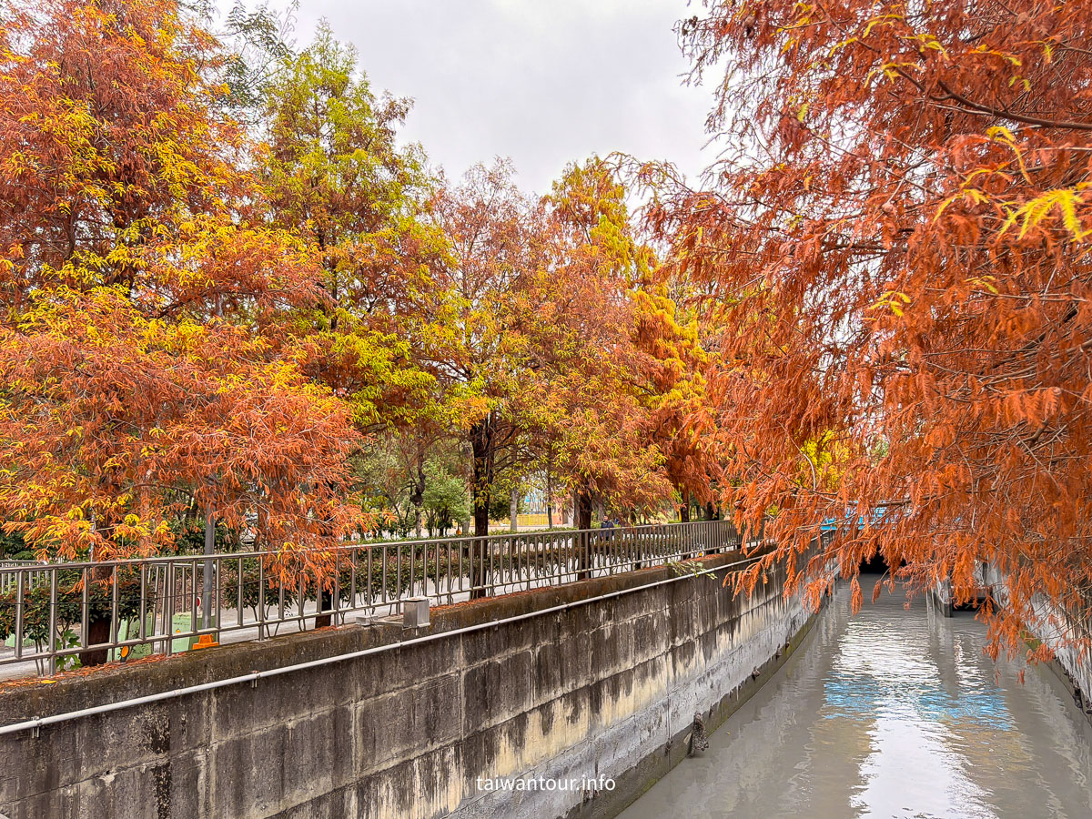 【農田水利會文物陳列館園區】雲林林內秘境落羽松景點推薦 【農田水利會文物陳列館園區】雲林林內秘境落羽松景點推薦