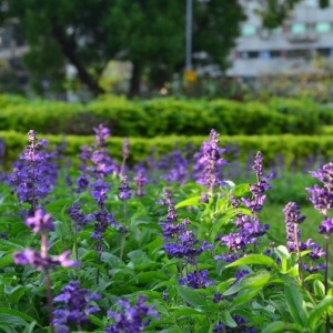 仁愛圓環周遭爆開火樣花卉