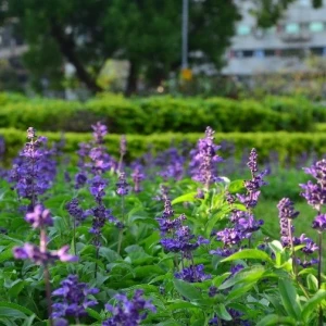 仁愛圓環周遭爆開火樣花卉