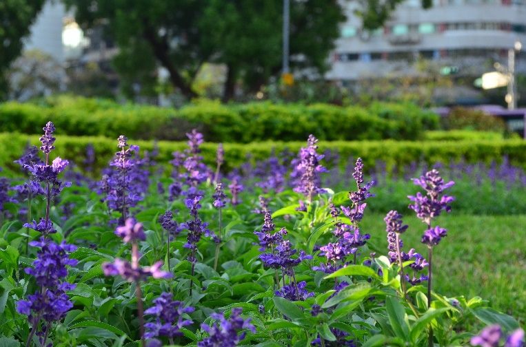 仁愛圓環周遭爆開火樣花卉