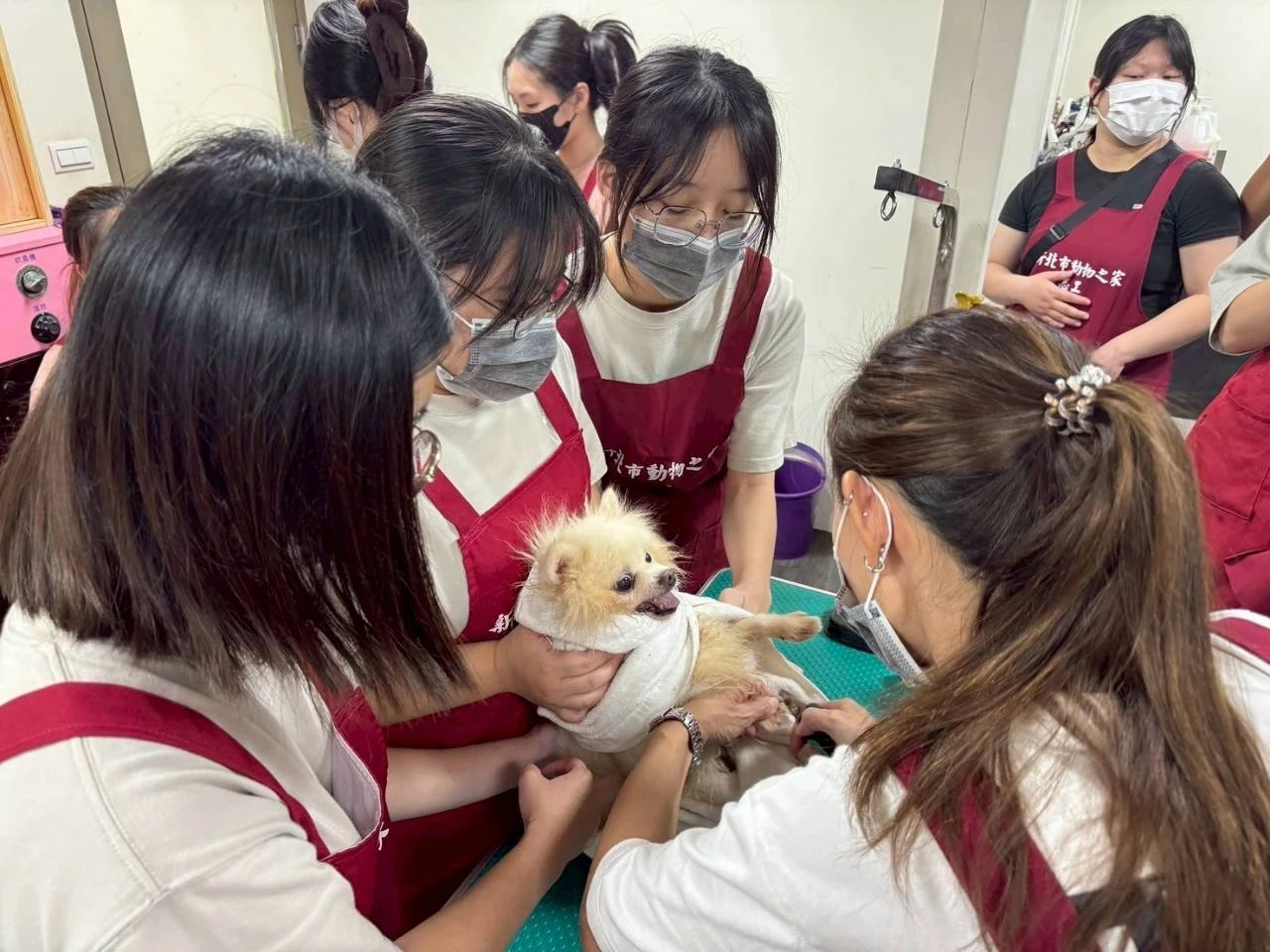 台北海洋科技大學寵物經營管理系系學會vs以專業與愛心