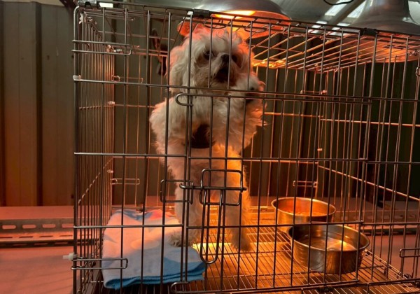 新北動保處防寒計畫啟動 暖心照護收容毛寶貝