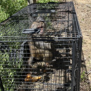 新北市動保處呼籲和平共存遵守「五大原則」