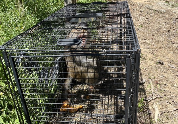 新北市動保處呼籲和平共存遵守「五大原則」