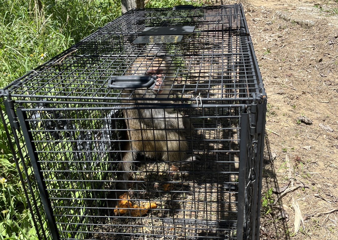 新北市動保處呼籲和平共存遵守「五大原則」 新北市動保處呼籲和平共存遵守「五大原則」