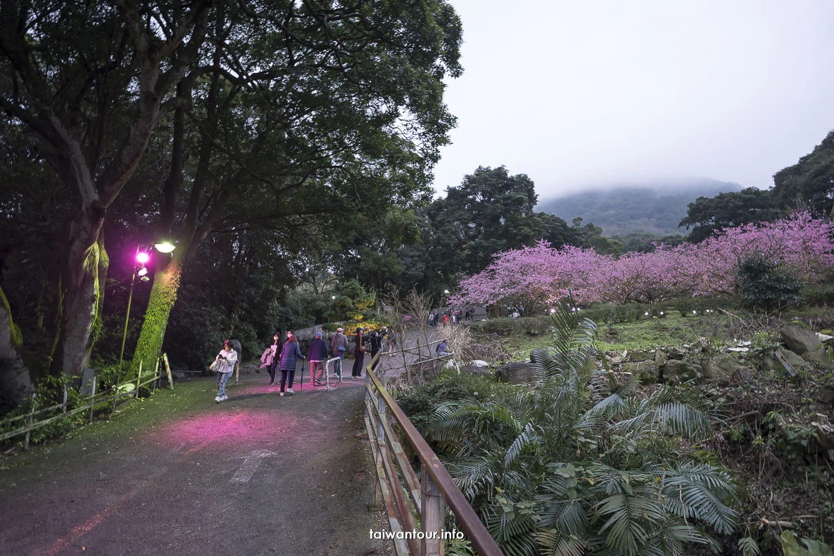 【淡水天元宮吉野櫻】山櫻花公車推薦景點.交通美食 【淡水天元宮吉野櫻】山櫻花公車推薦景點.交通美食
